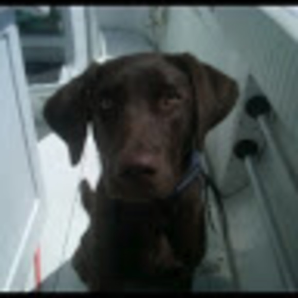 Meet your Posher, Garrick - Picture 1 of 1